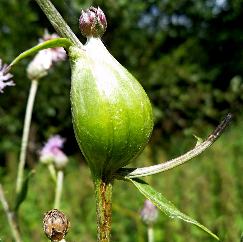 Изображение особи Cirsium setosum.