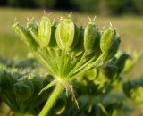 Heracleum dissectum