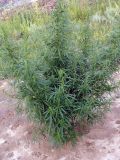 Cannabis sativa var. spontanea