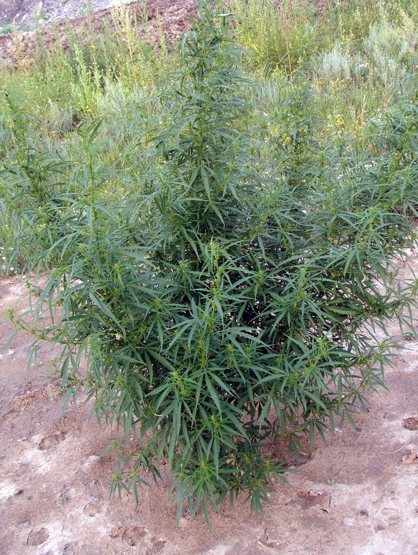 Image of Cannabis sativa var. spontanea specimen.