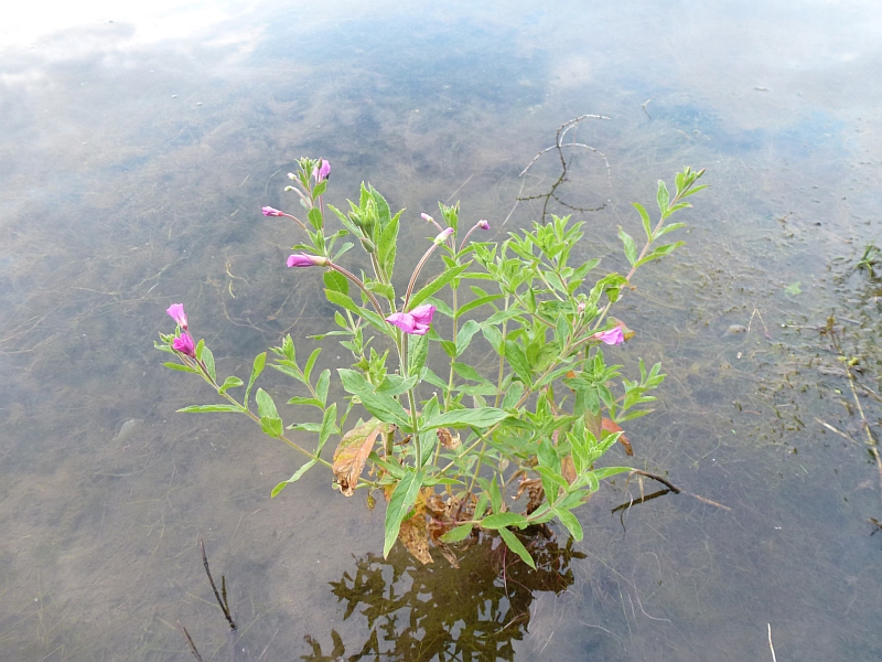 Изображение особи Epilobium hirsutum.