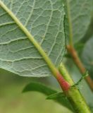 Salix bebbiana. Основание листа. Архангельская обл., Вельский р-н, на небольшом лугу. 09.08.2012.