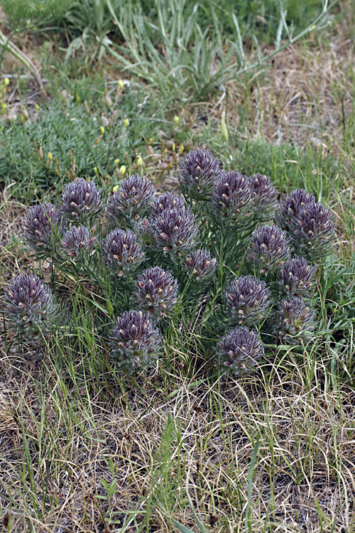 Image of Bungea vesiculifera specimen.