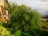 Asparagus officinalis
