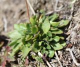 Draba hispida