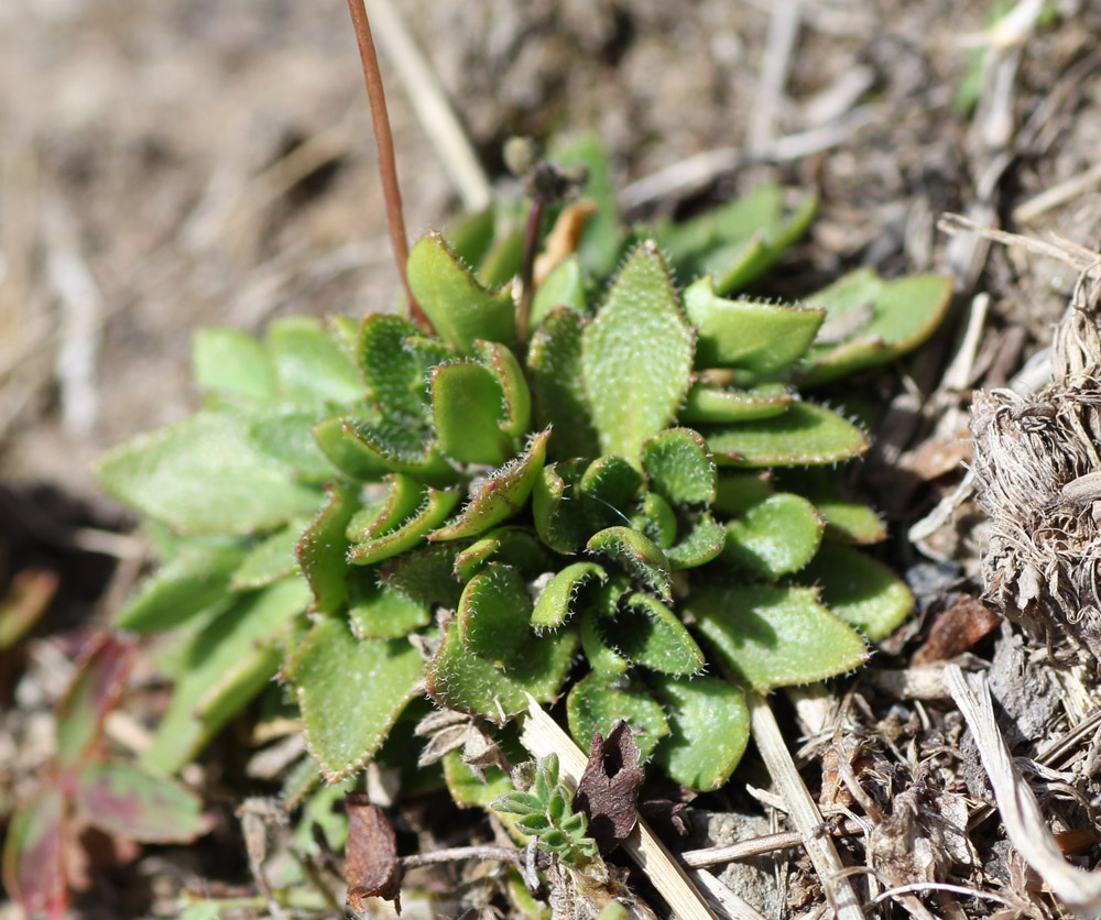 Изображение особи Draba hispida.