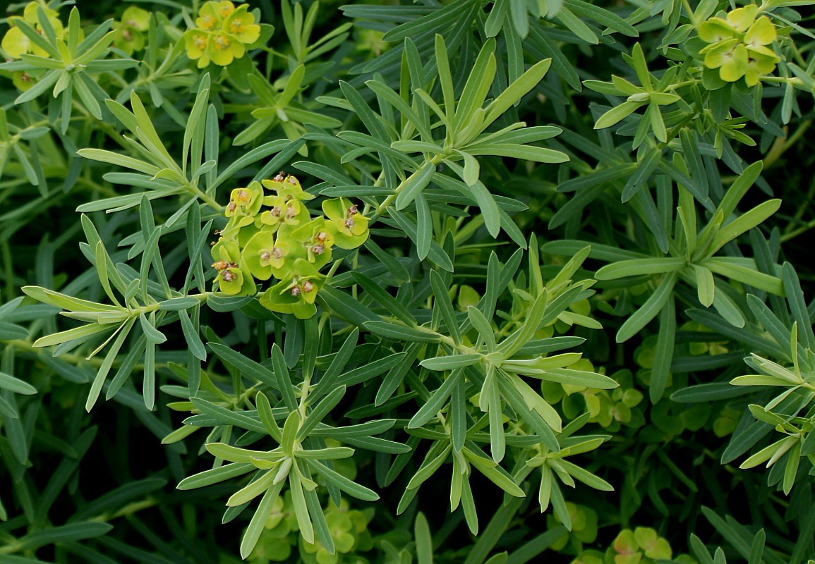 Изображение особи Euphorbia cyparissias.