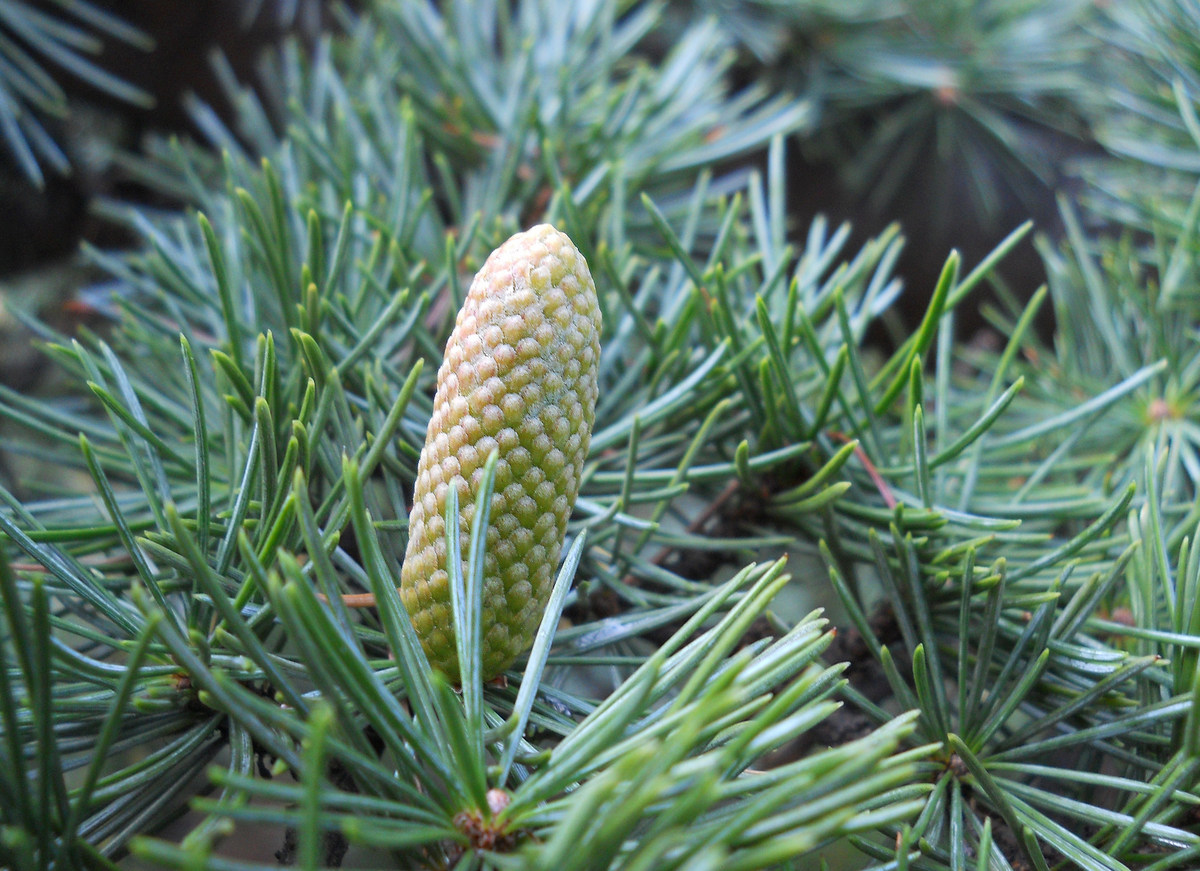 Изображение особи Cedrus libani.
