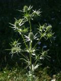 Eryngium planum. Растение в бутонах в полный рост - 30 см. Киев, пустырь у дороги. Июнь 2008 г.