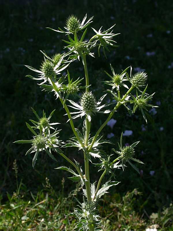 Image of Eryngium planum specimen.
