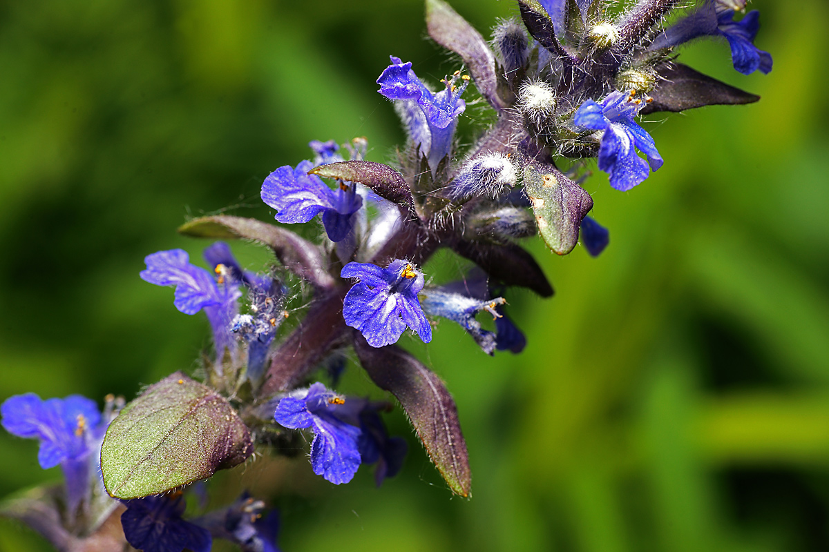 Image of Ajuga reptans specimen.