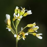 Image of taxon representative. Author is Вадим Прохоров