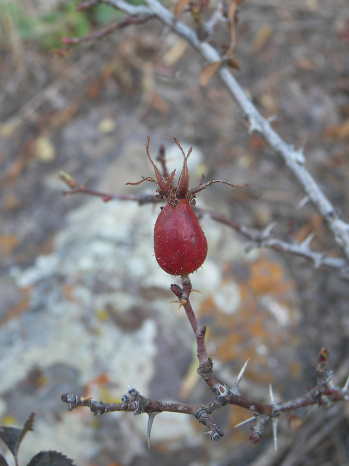 Изображение особи Rosa pulverulenta.