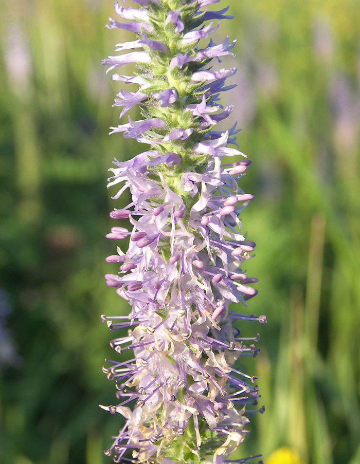 Image of Veronica viscosula specimen.