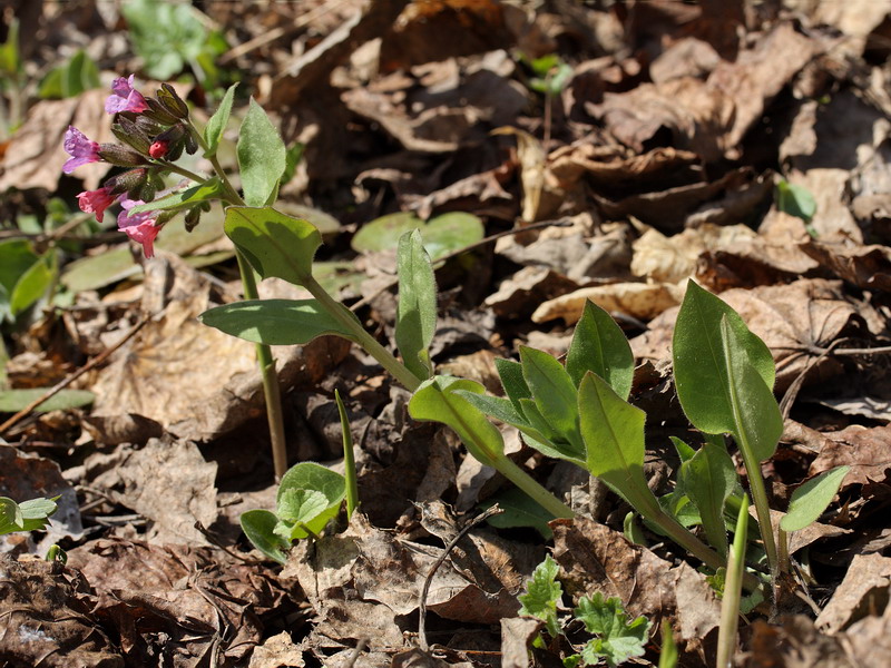 Image of Pulmonaria obscura specimen.