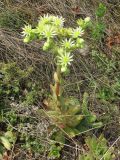 Sempervivum ruthenicum