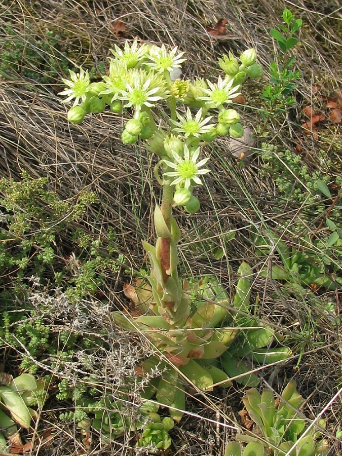 Изображение особи Sempervivum ruthenicum.