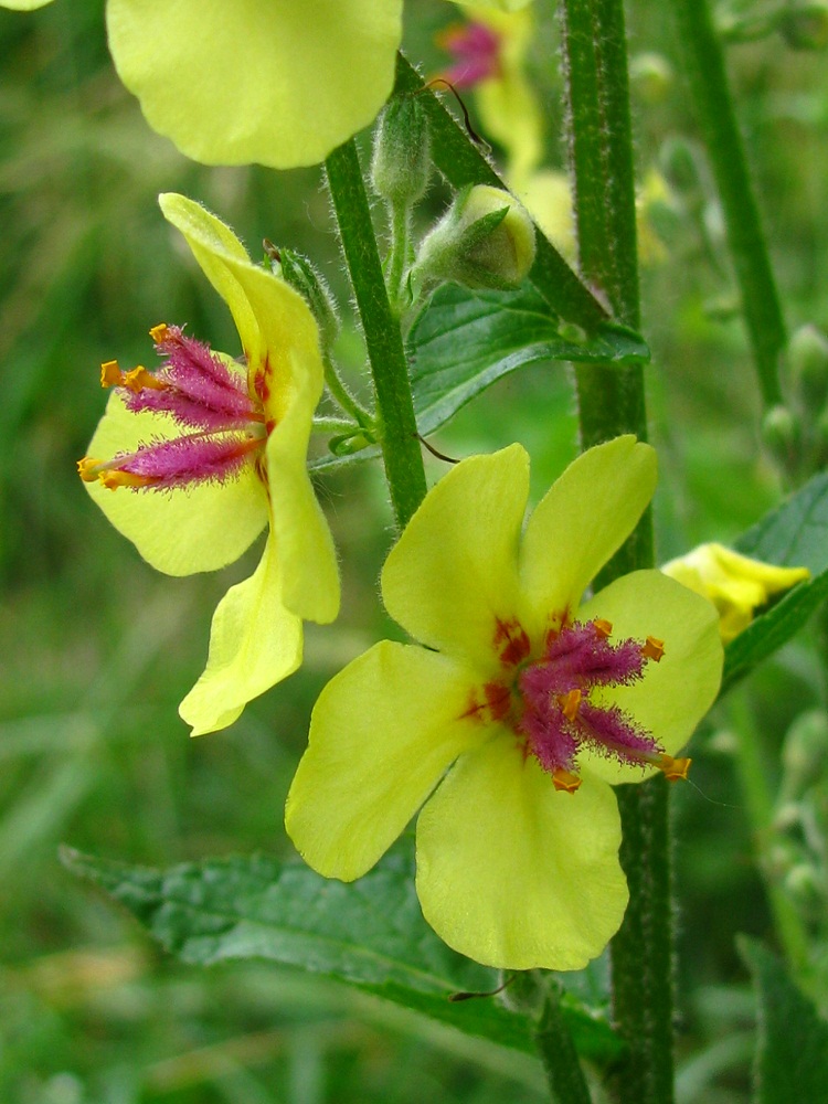 Изображение особи Verbascum marschallianum.