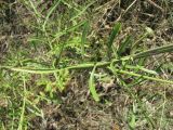 Centaurea orientalis