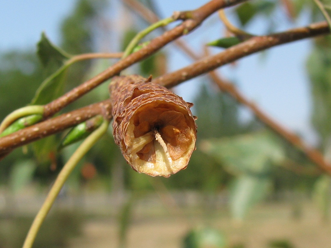 Image of Betula pendula specimen.