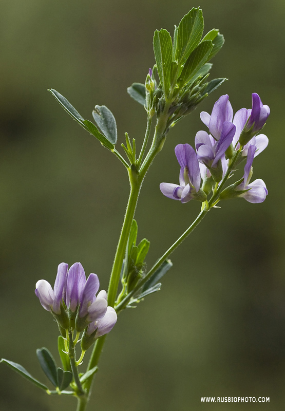 Изображение особи Medicago sativa.