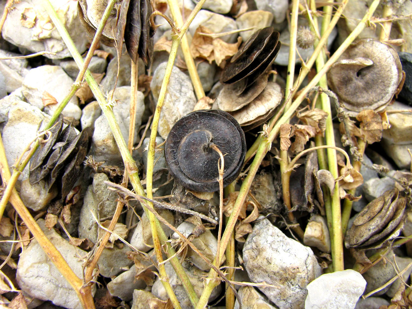 Image of Medicago orbicularis specimen.