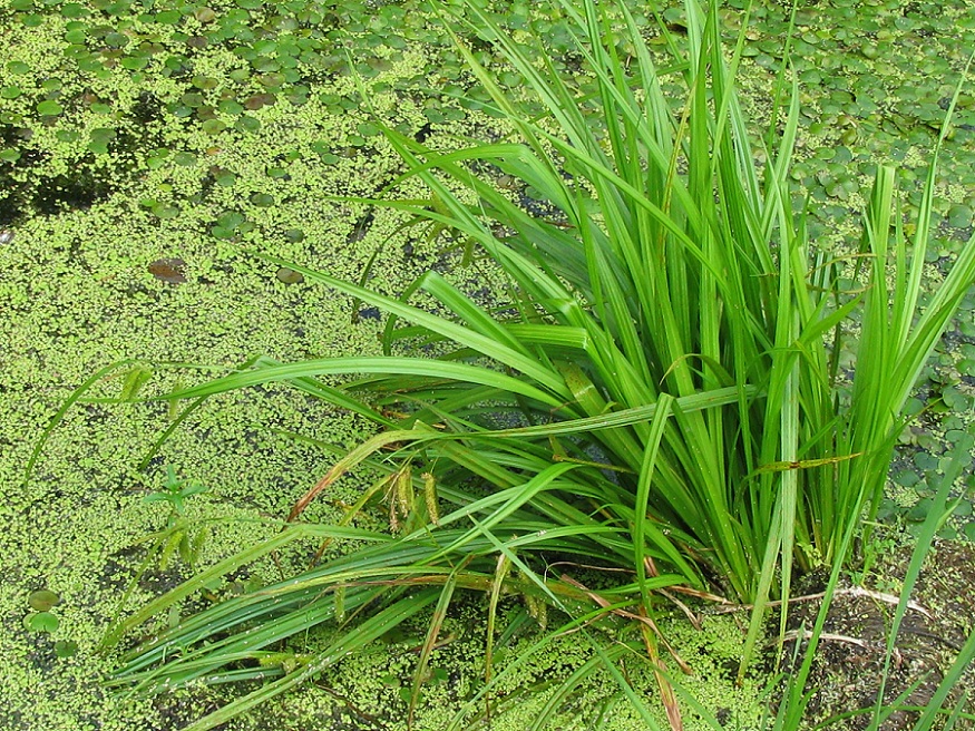 Изображение особи Carex pseudocyperus.