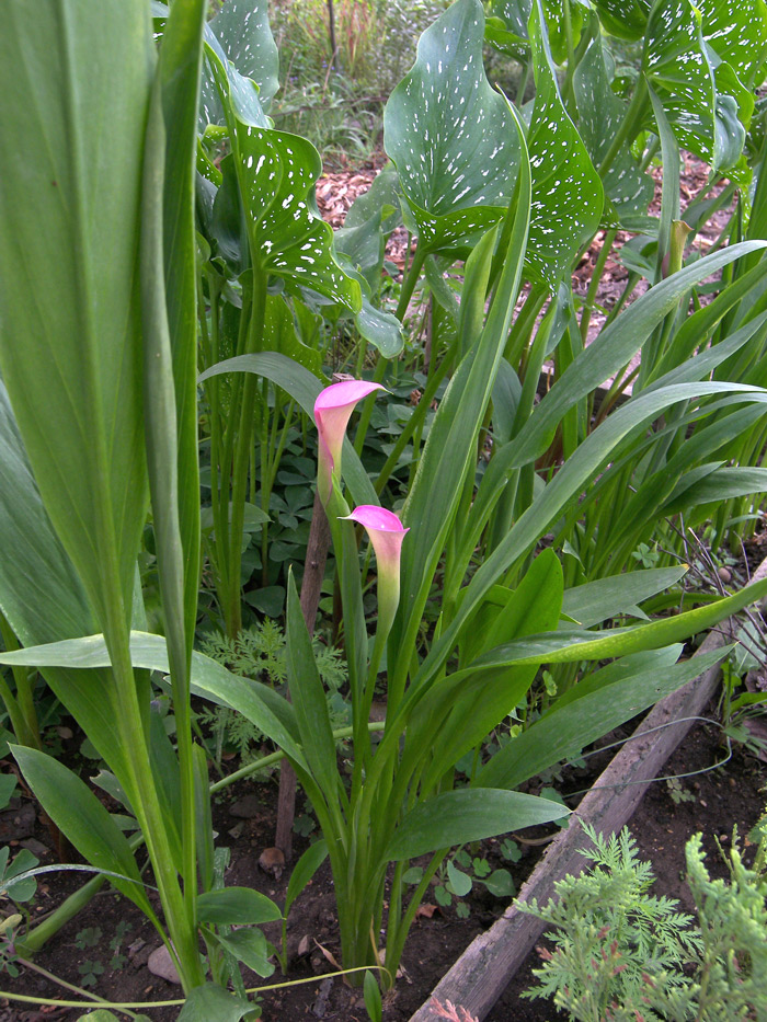 Image of Zantedeschia rehmannii specimen.