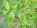 Salix myrsinifolia