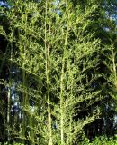 Phyllostachys pubescens. Средняя часть растений. Хорватия, Приморье - Горски Котар, г. Опатия, дендропарк. 07.09.2012.