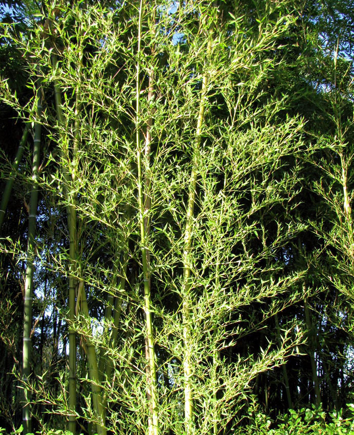 Image of Phyllostachys pubescens specimen.