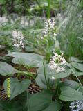 Maianthemum bifolium. Цветущие растения. Украина, Киевская обл., Киево-Святошинский р-н., окр. г. Боярка, дубово-сосновый лес. 19.05.2010.