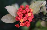 род Ixora