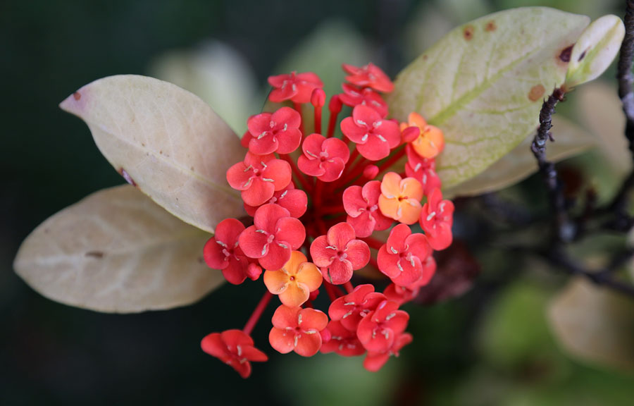 Image of genus Ixora specimen.