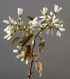 Amelanchier canadensis. Верхушка побега с раскрывающимися соцветиями. Германия, г. Кемпен, у прогулочной дорожки. 20.04.2013.