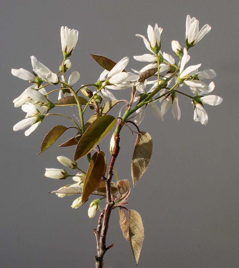 Image of Amelanchier canadensis specimen.