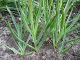 Tulipa linifolia