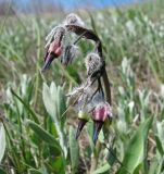 Rindera tetraspis. Соцветие. Украина, Донецкая обл., окр. г. Новоазовск, НПП \"Меотида\", глинистый склон коренного берега к Еланчанскому поду. 20.04.2013.