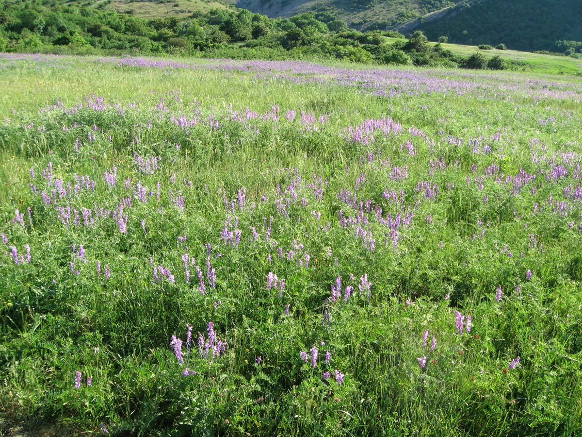 Изображение особи Vicia tenuifolia.