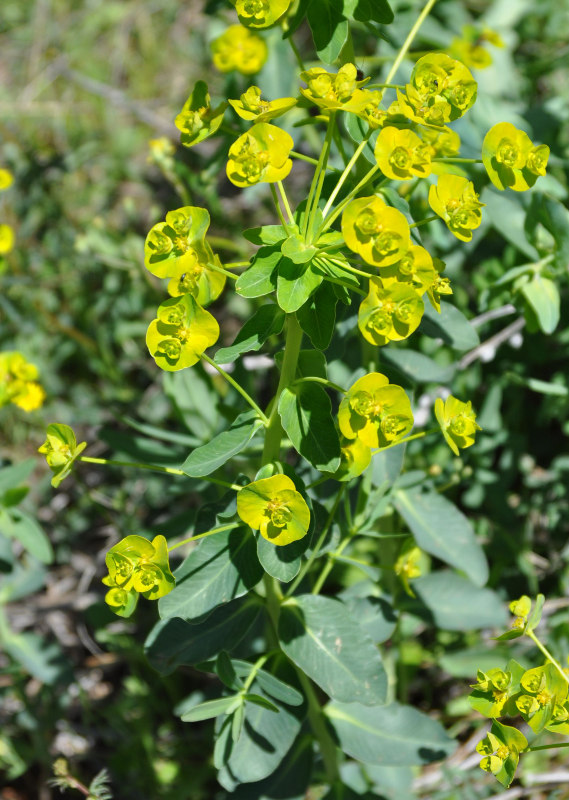 Изображение особи Euphorbia iberica.