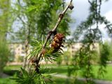 Larix sibirica