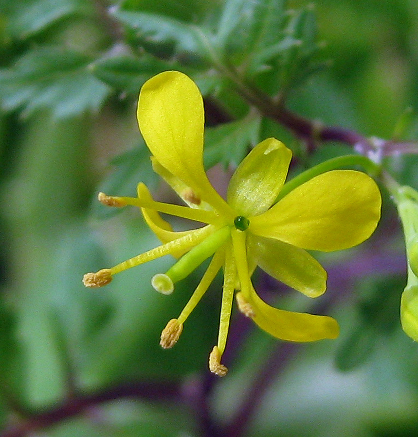 Изображение особи Rorippa sylvestris.