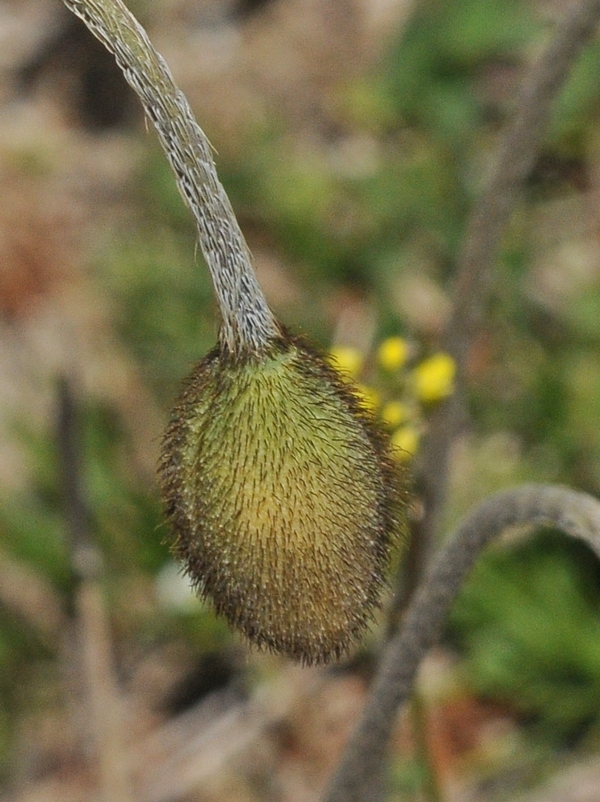 Изображение особи Papaver croceum.