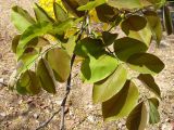 Cassia fistula. Верхушка побега с молодыми листьями. Израиль, г. Беэр-Шева, городское озеленение. 22.06.2013.