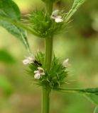 Chaiturus marrubiastrum