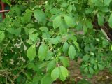 Euonymus europaeus