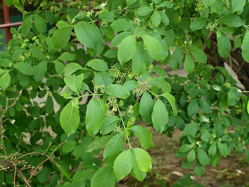 Изображение особи Euonymus europaeus.