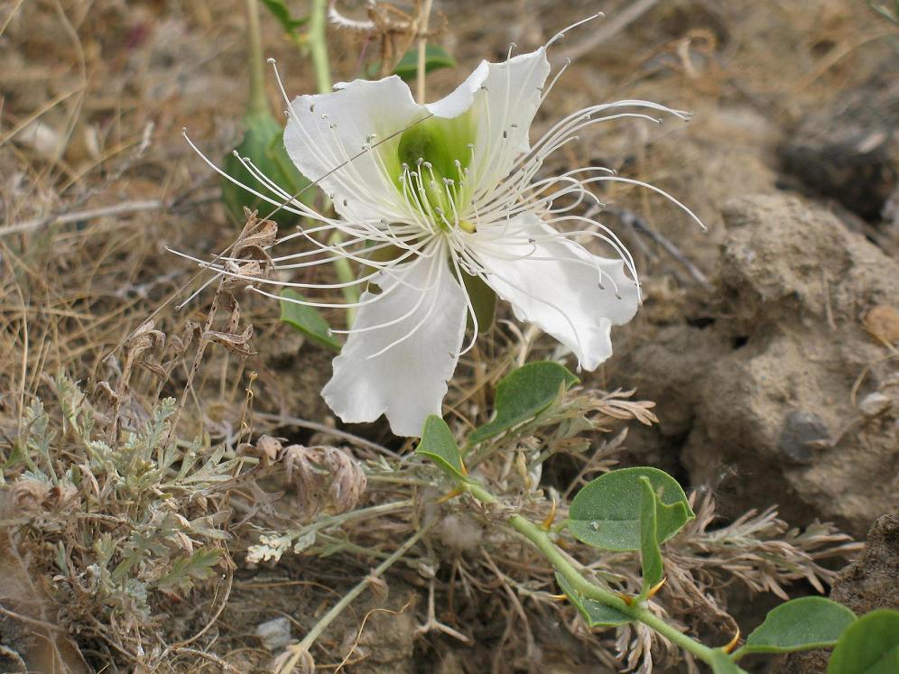 Image of Capparis herbacea specimen.