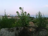 Hyoscyamus niger. Цветущее растение на краю поля на мусорной куче. Беларусь, г. Гродно. 16.07.2013.