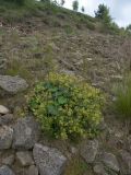 Alchemilla stellulata